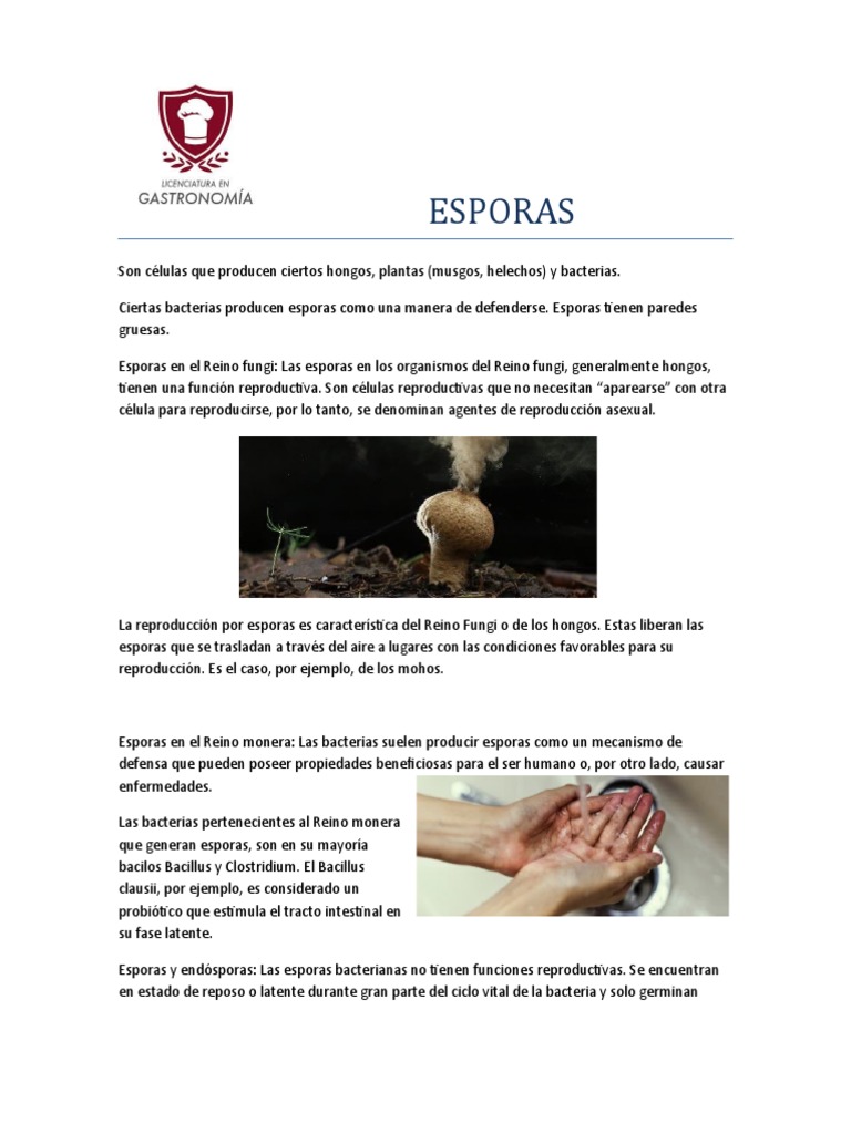 Definición y tipos de esporas | PDF | Espora | Plantas