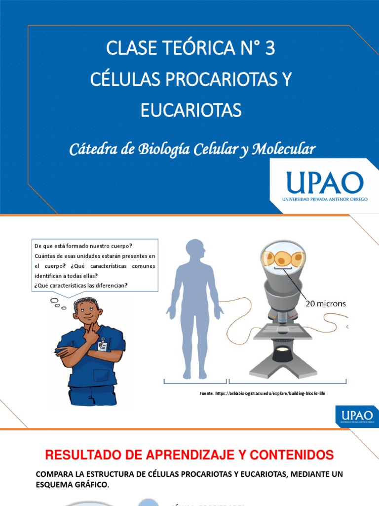 Comparativa de Células Procariotas y Eucariotas | PDF | Las bacterias ...