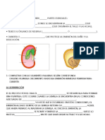 Estructura de La Semilla