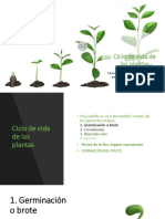 Ciclo de Vida de Las Plantas