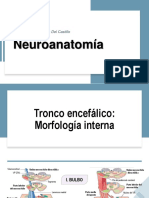 Tronco Encefálico. Morfología Interna