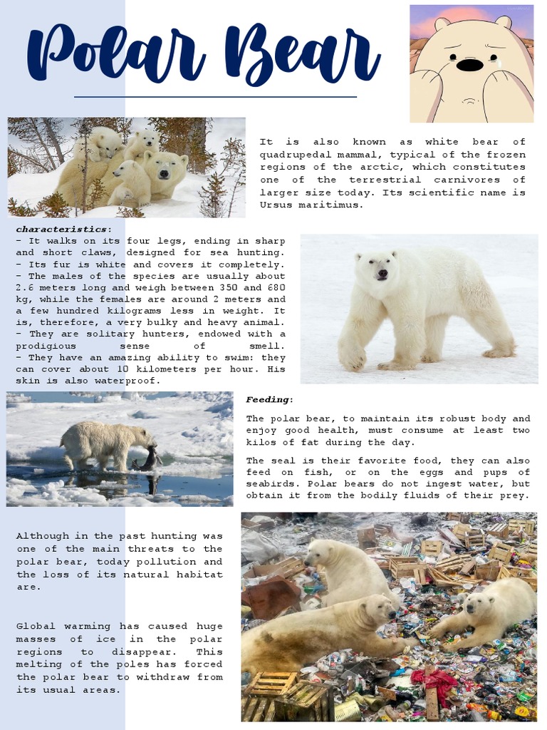 Polar Bear: Characteristics and Habitat | PDF