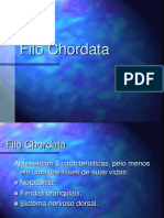 Filo Chordata