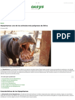 Hipopótamos - Todo Sobre El Animal Más Peligroso de África