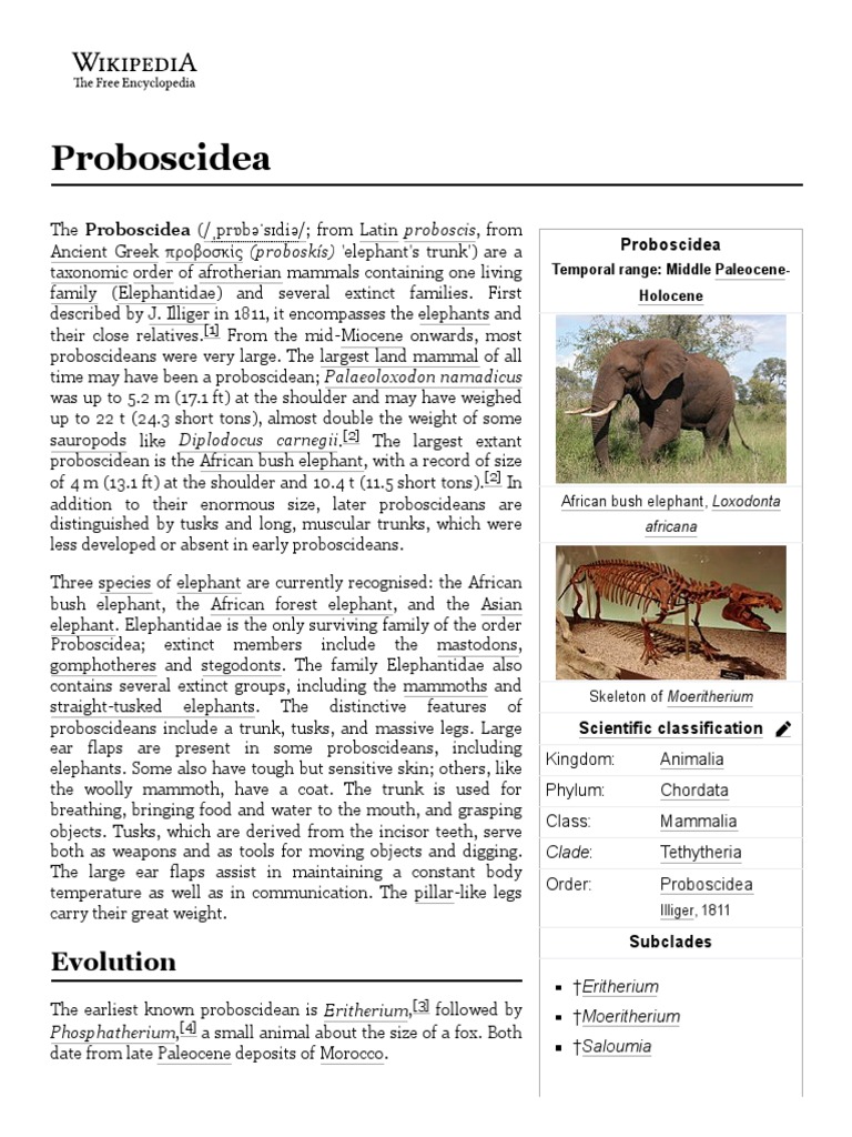Proboscidea Wiki PDF Proboscideans Mammal Orders
