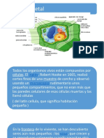 Diapositivas Celula Vegetal