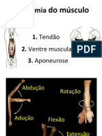 Artrologia e Miologia (2)