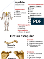 Esqueleto apendicular (3)