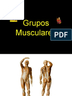 Grupos Musculares