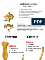 Esqueleto Axial (3)