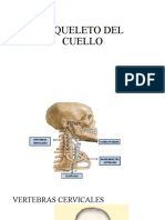 Esqueleto Del Cuello