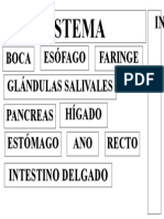 Sistema: Glándulas Salivales Boca Esófago Faringe Pancreas S Hígado Estómago ANO Recto