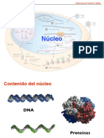 Clase 2 TM2017 Núcleo y Cromosomas