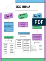 Ciclo Celular: ¿Qué Es? Aspectos