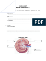 Worksheet EXCRETORY SYSTEM