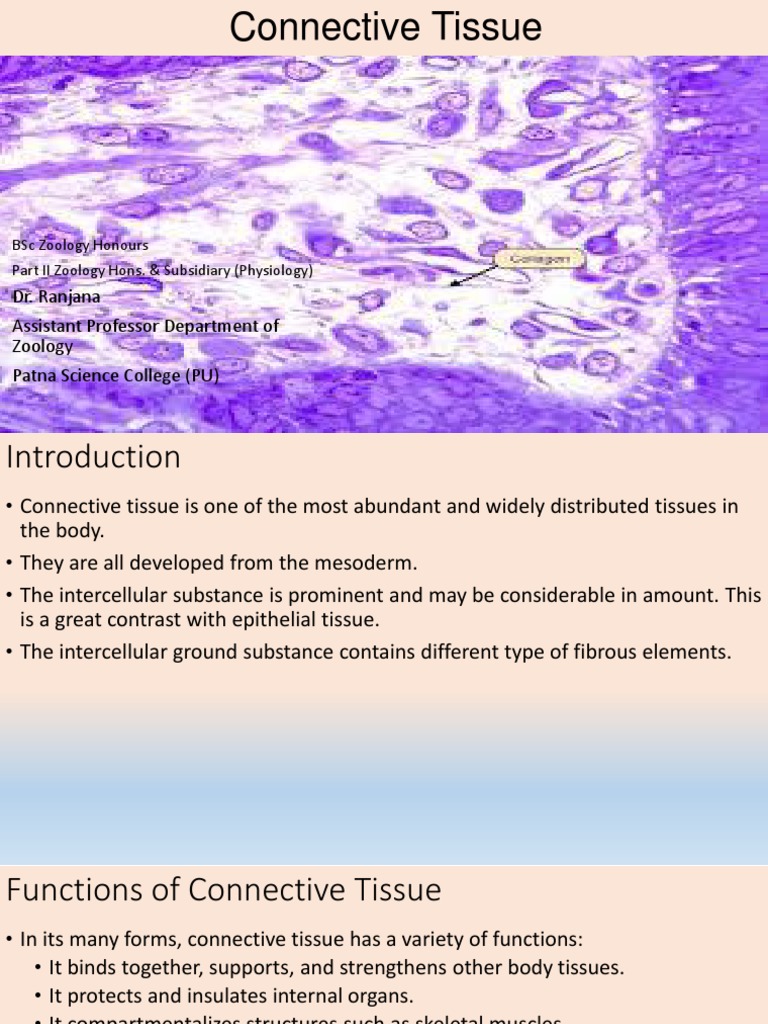 Overview of Connective Tissue Functions | PDF