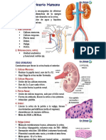 SISTEMA URINARIO