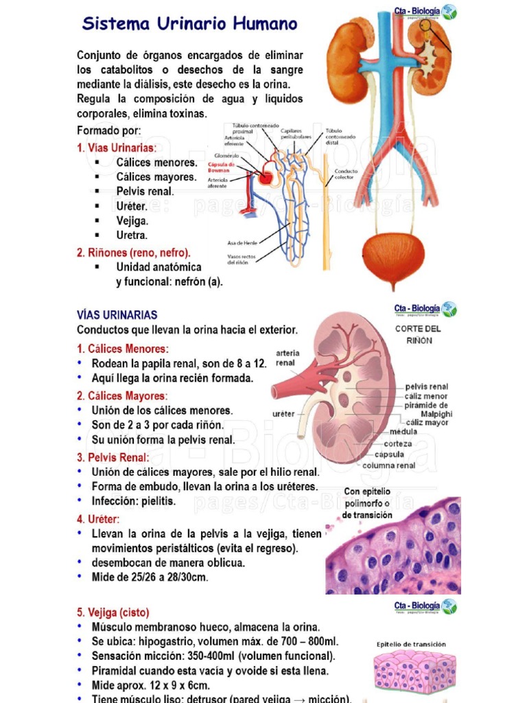 Sistema Urinario Pdf