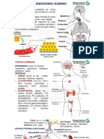 sSISTEMA ENDOCRINO