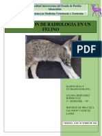 Simulacion de Radiologia en Un Felino - 124835