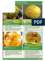 Citrus Disease