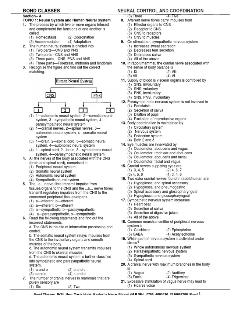 Human Neural System Overview | PDF | Chemical Synapse | Axon