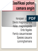 Klasifikasi Pohon Cemara Angin