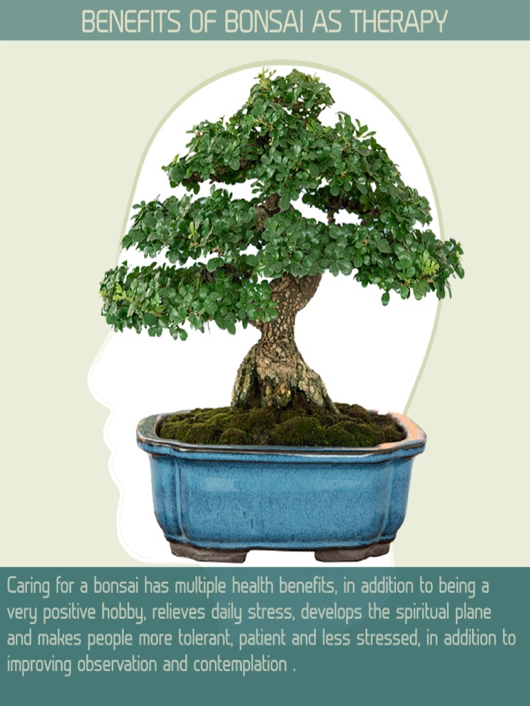 Benefits of Bonsai As Therapy PDF