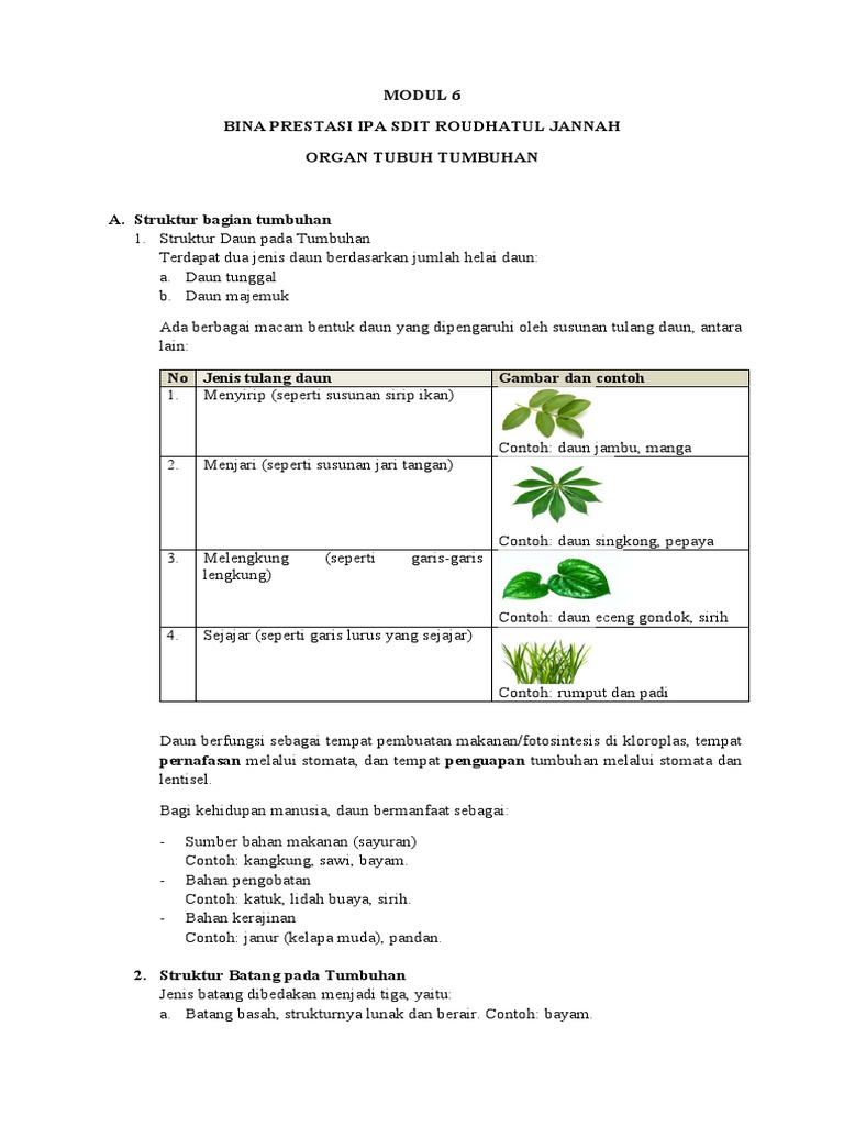 MODUL 6 Struktur Tumbuhan | PDF