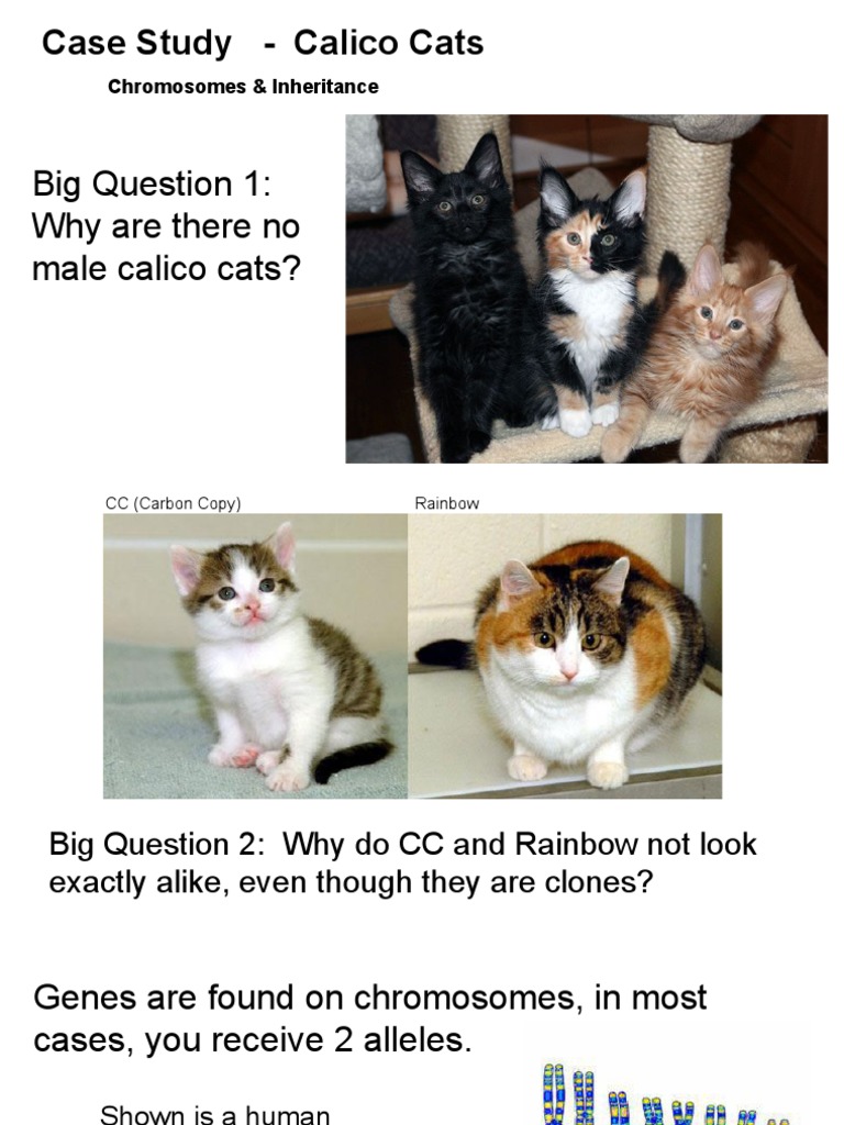 Male Calico Cats and Genetic Mysteries | PDF
