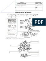 Evaluación Guia Partes de La Planta