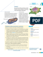 Celulas Eucariontes y Procariontes