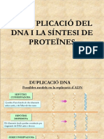 Duplicació I Síntesi de Proteïnes
