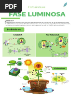 Tabloide de Fase Luminosa (Fasa Ciclica y Aciclica)