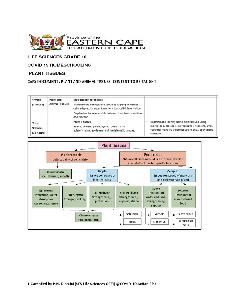 PLANT CELL PARTS AND FUNCTIONS PDF GRADE 10 NOTES visual data 6