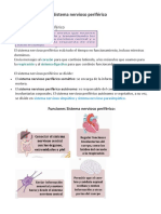 Sistema Nervioso Periférico