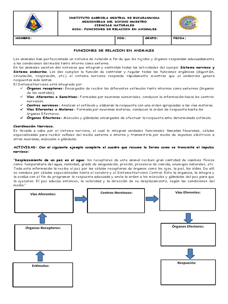 Funciones de Relación en Animales | PDF | Sistema nervioso | Sistema ...