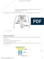 The Uterus - Structure - Location - Vasculature - TeachMeAnatomy