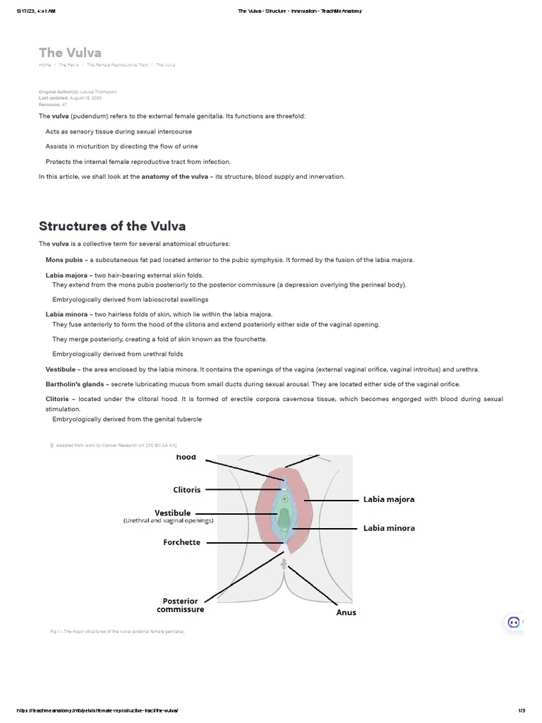 Anatomy and Function of the Vulva | PDF | Labia | Clitoris