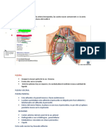 Anato Pleura