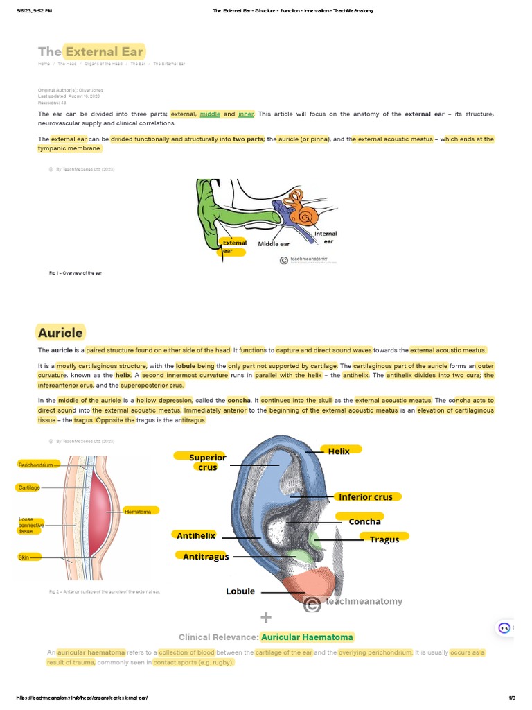 The Middle Ear - Parts - Bones - Muscles - TeachMeAnatomy