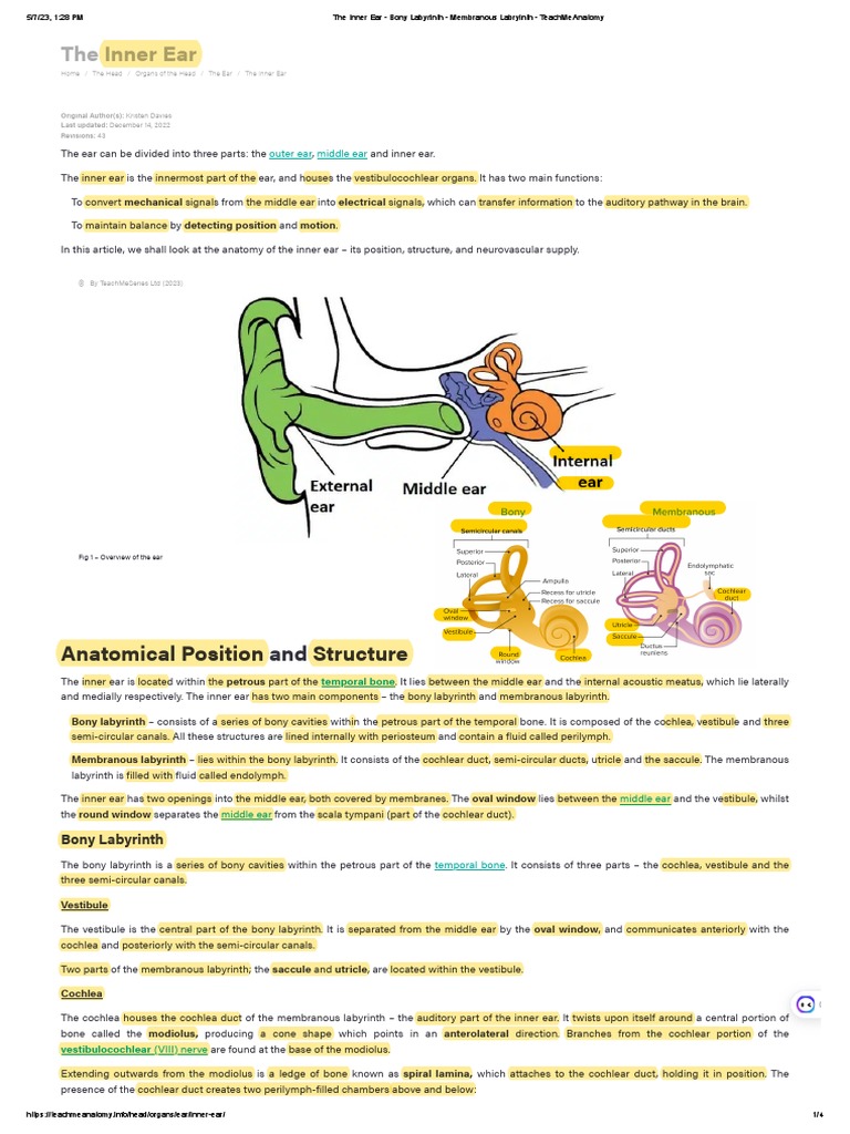 The inner ear bony labyrinth membranous labryinth teachmeanatomy