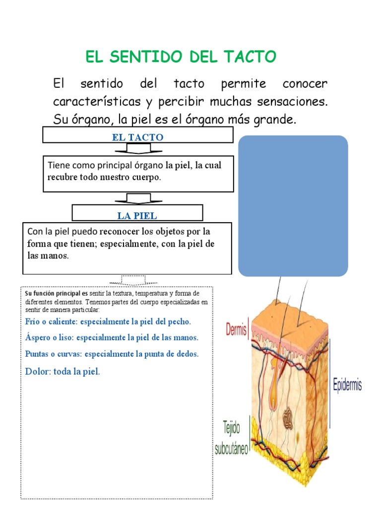 El Sentido Del Tacto | PDF