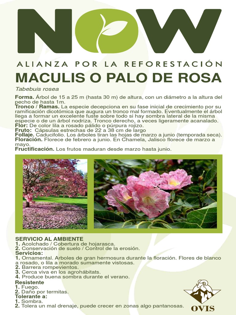 Árbol Maculis: Características y Usos | PDF | Hogar, jardinería y bricolaje