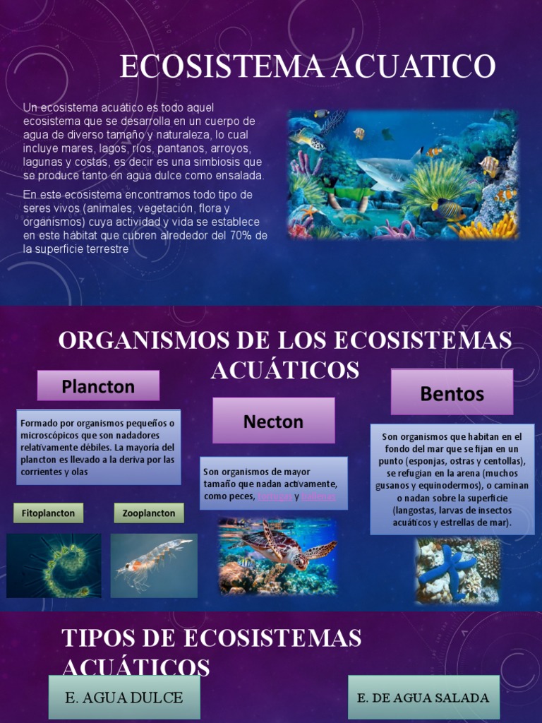 Ecosistema Acuatico | PDF | Ecosistema acuático | Mar