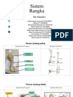 Sistem Rangka Kelompok 3B