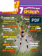 Spider Facts Primary Resource