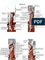 Musculos (Miembro Inferior)