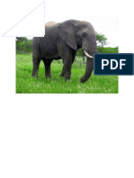 Gajah 4