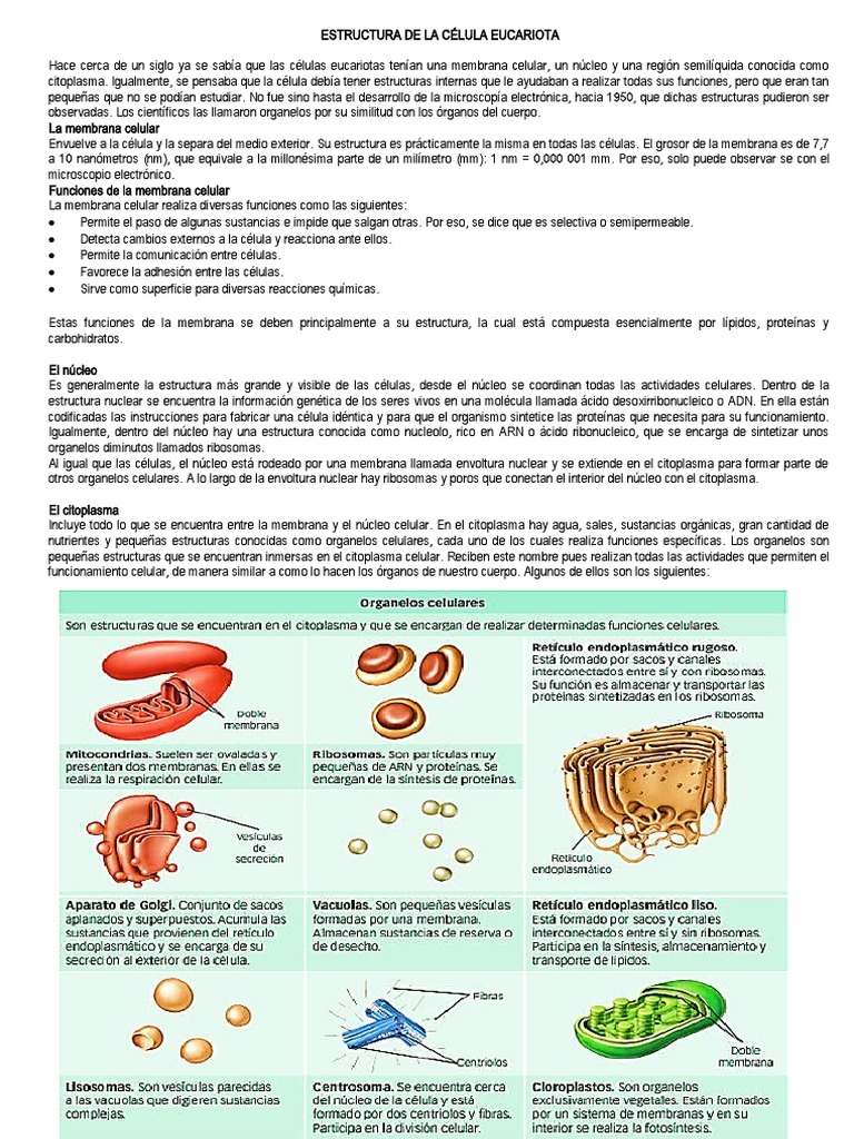 Estructura y funciones de la célula eucariota | PDF | Biología Celular ...